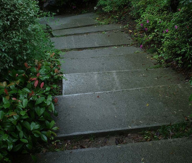Steps framed by greenry