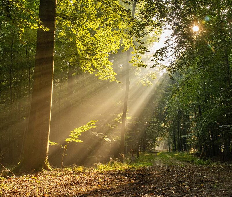 Sun beams through trees to represent Daylight Saving Time