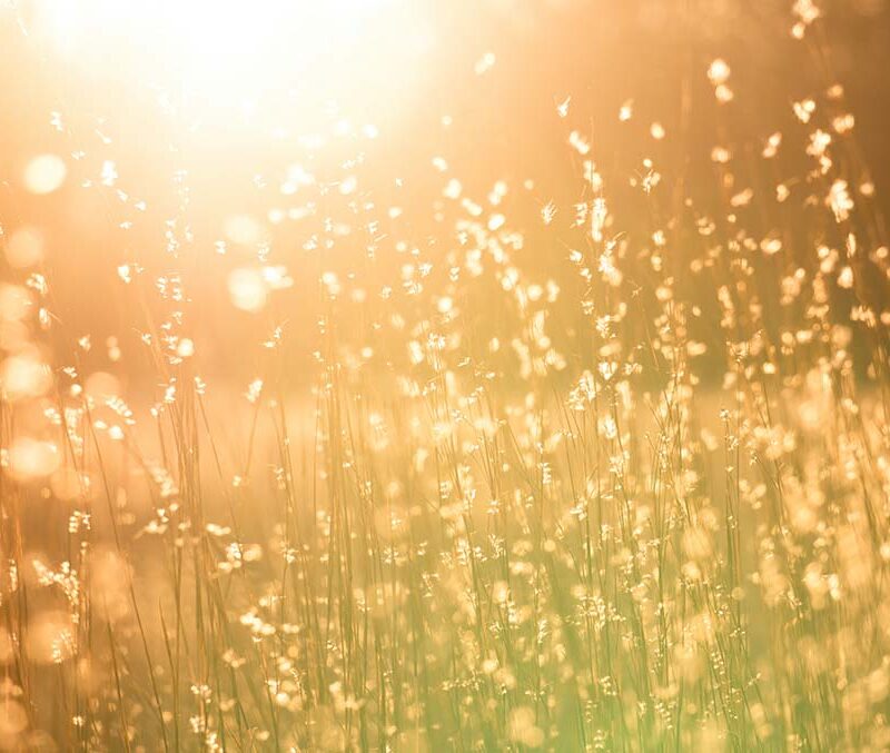 A sunlit meadow