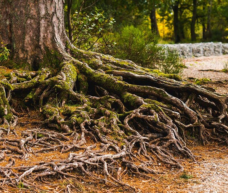 An old tree covered with moss showing its roots