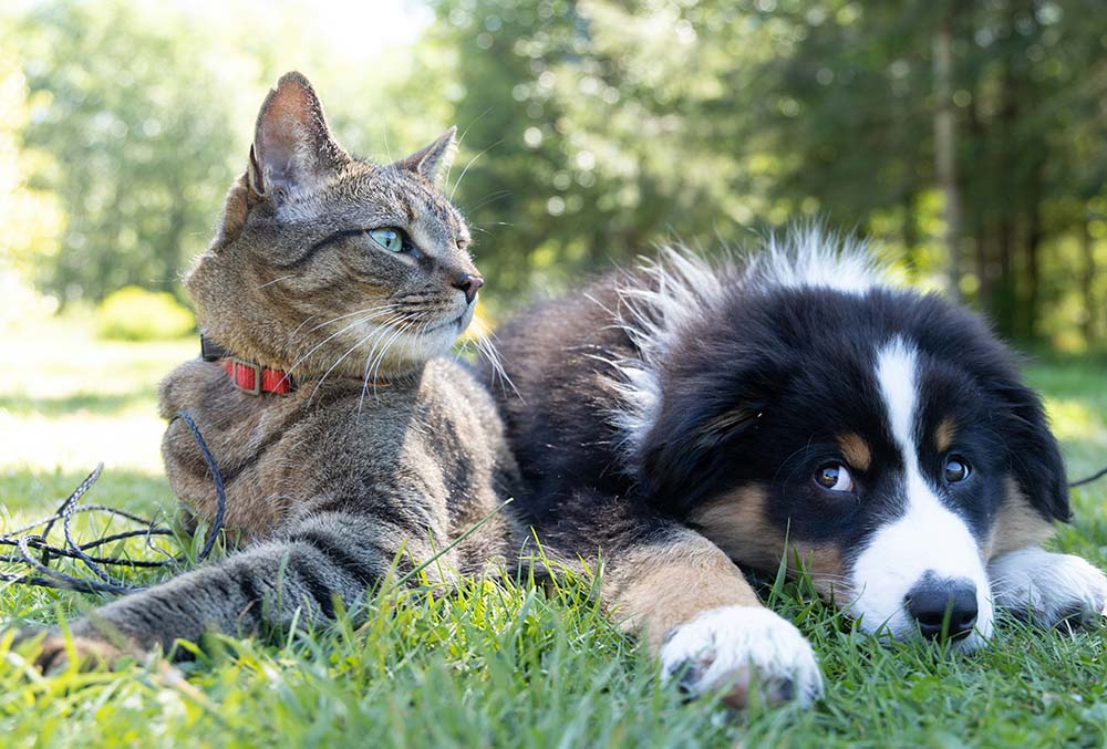 The Impact of Pets on Cancer Journeys and Recovery