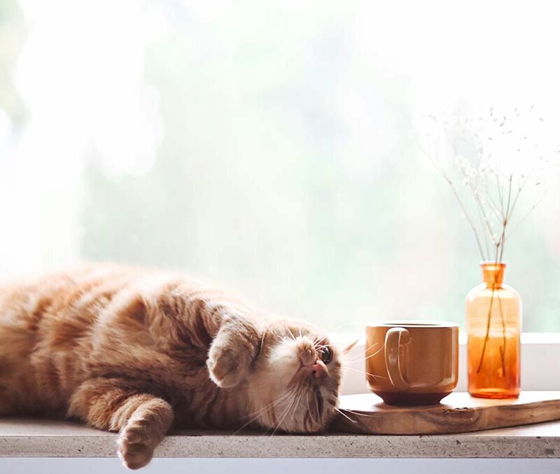 A kitten rolling on a table near a coffee cup and a vase